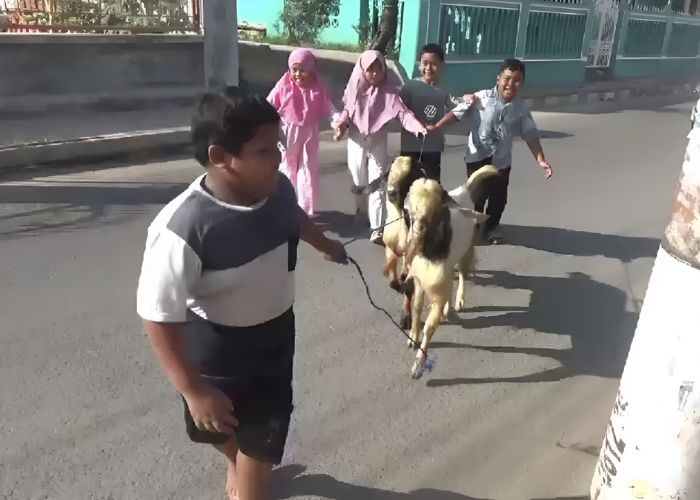 Bocah 8 tahun di Bangkalan beli kambing kurban dengan tabungan setahun