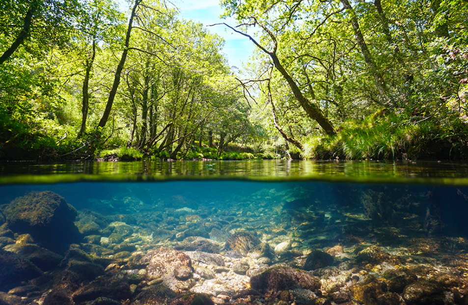 Jernihnya telaga asri di tengah hutan  (Damsea &ndash; Shutterstock)