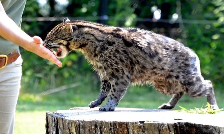 Ilustrasi Kucing Bakau yang Hampir Punah (Bbksda Riau)