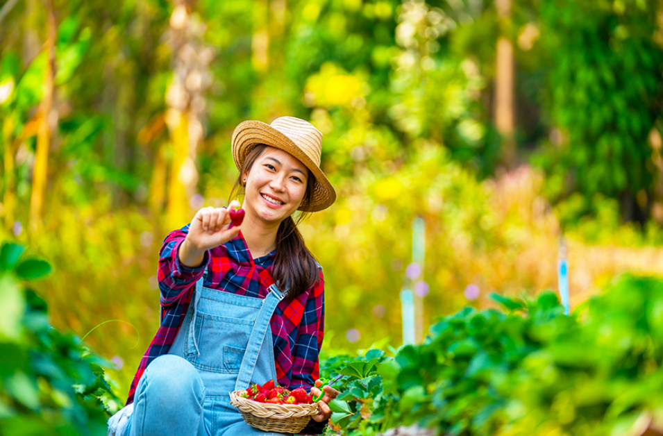Serunya memetik buah strawberry segar langsung dari kebun (Candyretriever &ndash; Shutterstock)