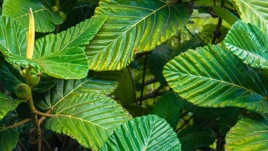 Tanaman Kratom (Envato/wirestock)