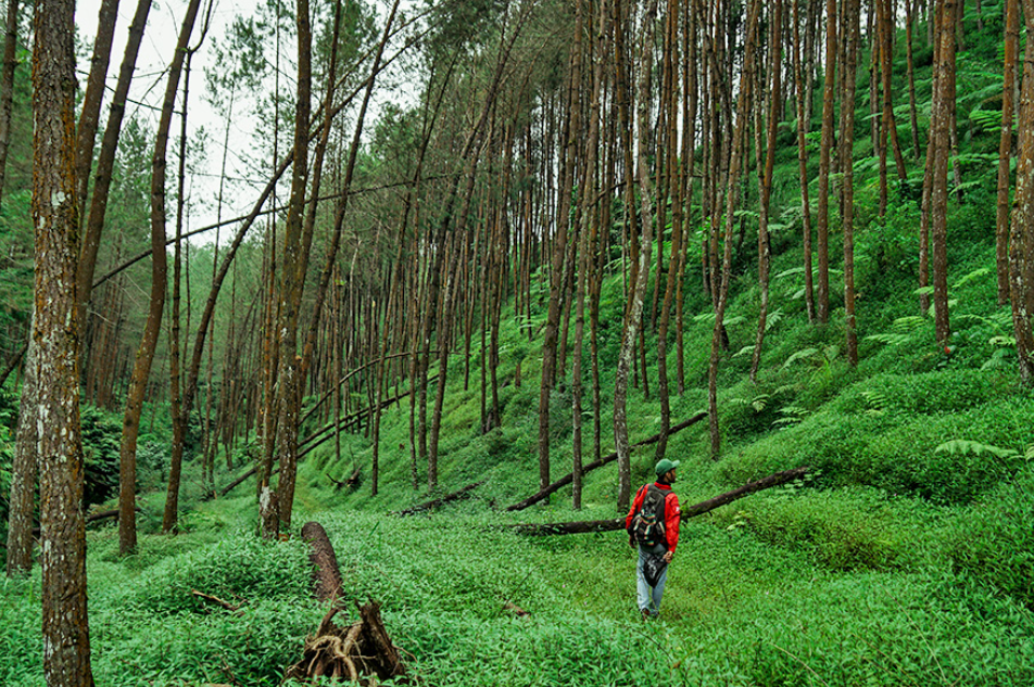 Hutan Pinus Kragilan (Vicario &ndash; Shutterstock)