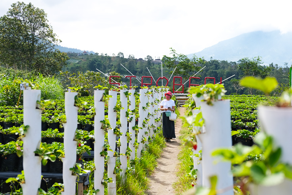 Kebun strawberry di Ketep Pass (Cornelius &ndash; Shutterstock)
