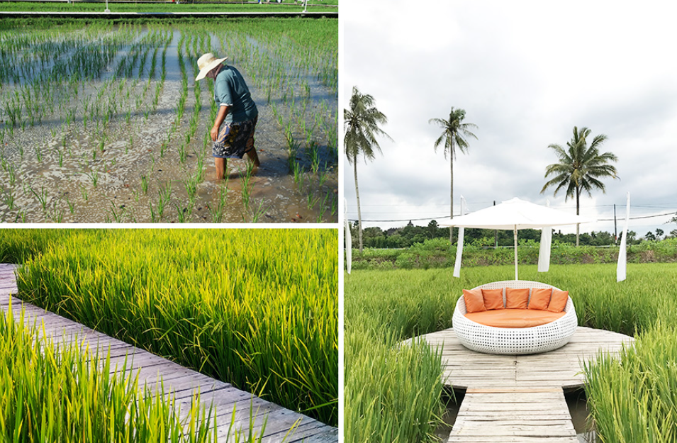 Syahdunya liburan di Svargabumi dengan view persawahan yang menguning ( Daweth- Shutterstock)(Martino &ndash; Shutterstock)(Riank &ndash; Shutterstock)