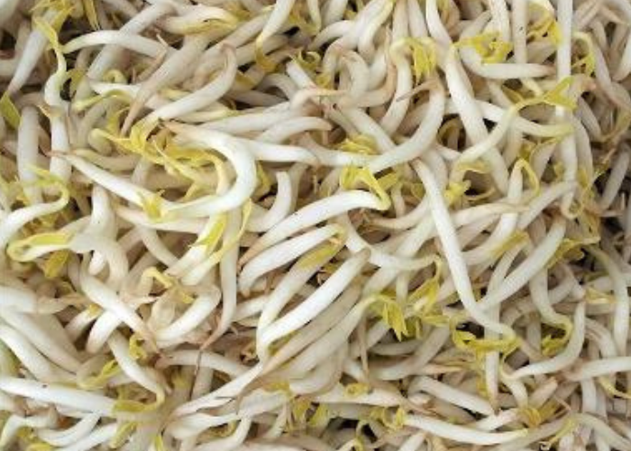 Toge bisa dikonsumsi mentah atau diolah terlebih dahulu