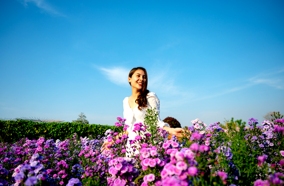 Berfoto di hamparan bunga Celosia yang cantik (Mumemories &ndash; Shutterstock)