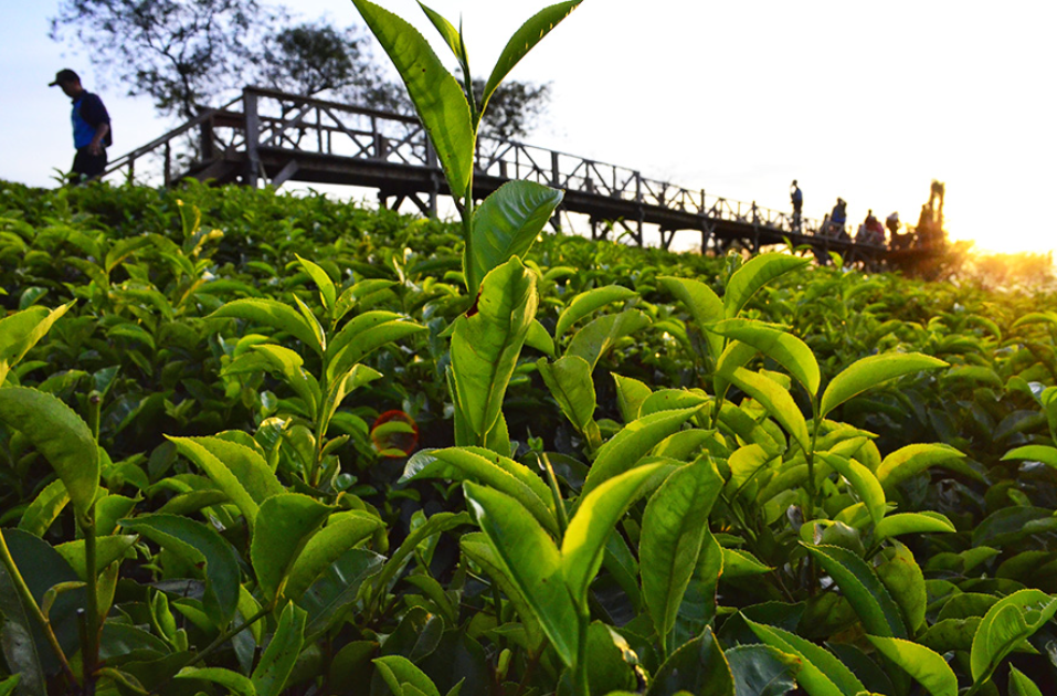 Sejuk dan segarnya tempat wisata Kebun Teh Purwosari di Malang (Gambar dari: Eddy Fahmi &ndash; Shutterstock)