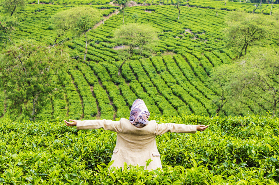 Tempat wisata kebun Teh Wonosari yang cocok untuk liburan menenangkan di Malang (Gambar dari Afandy TA &ndash; Shutterstock)