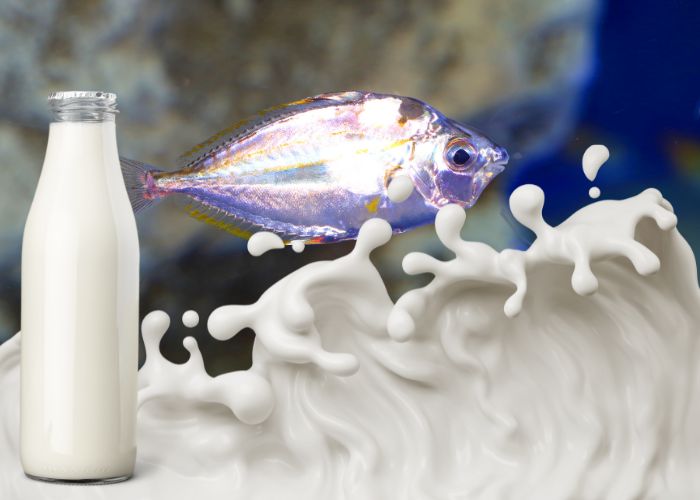 Ilustrasi Susu Ikan