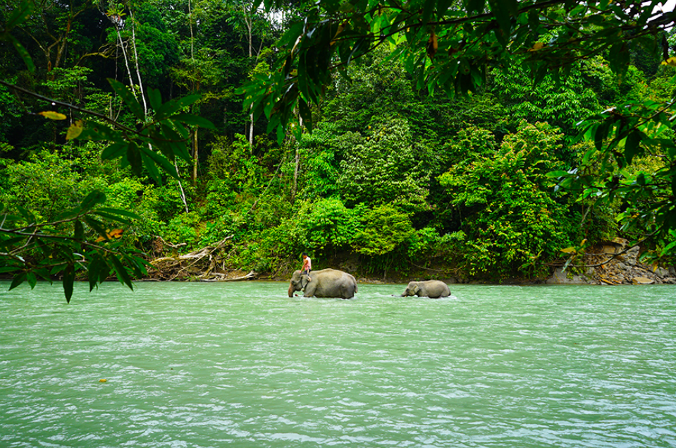 Kawanan Gajah, Penangkaran Tangkahan (Gambar dari Maulana Image &ndash; www.shutterstock.com)
