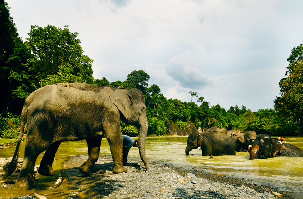 Kawanan Gajah, Tangkahan (Gambar dari DH Saragih &ndash; www.shutterstock.com)