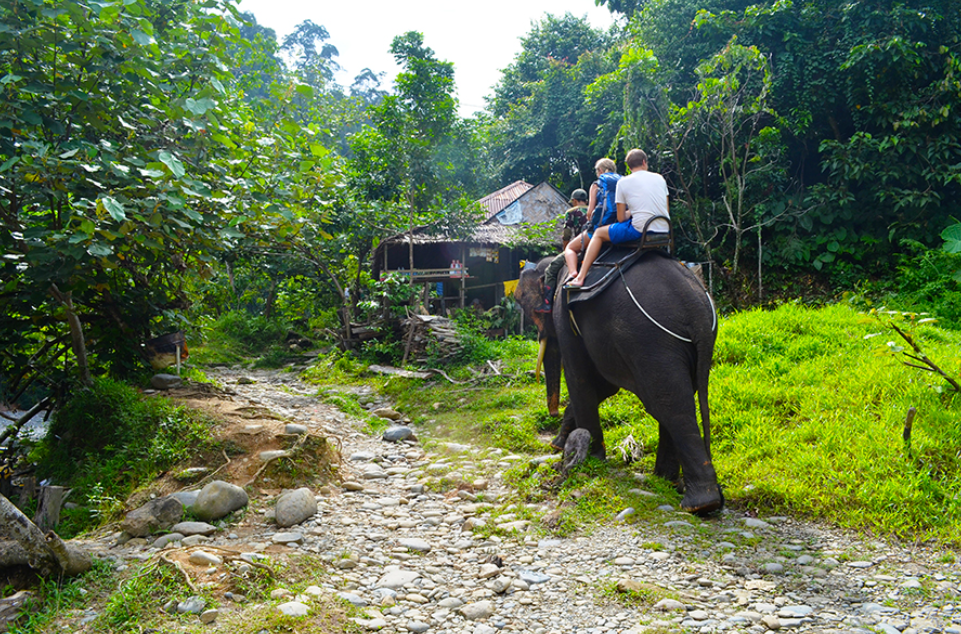 Menjelajai Hutan Tangkahan bersama Gajah (Gambar dari Aries Alexander &ndash; www.shutterstock.com)