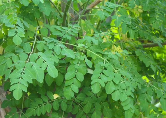 Daun Kelor