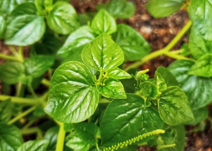 Daun Sirih China