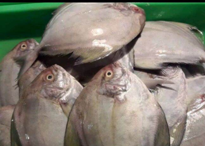 IKAN BAWAL