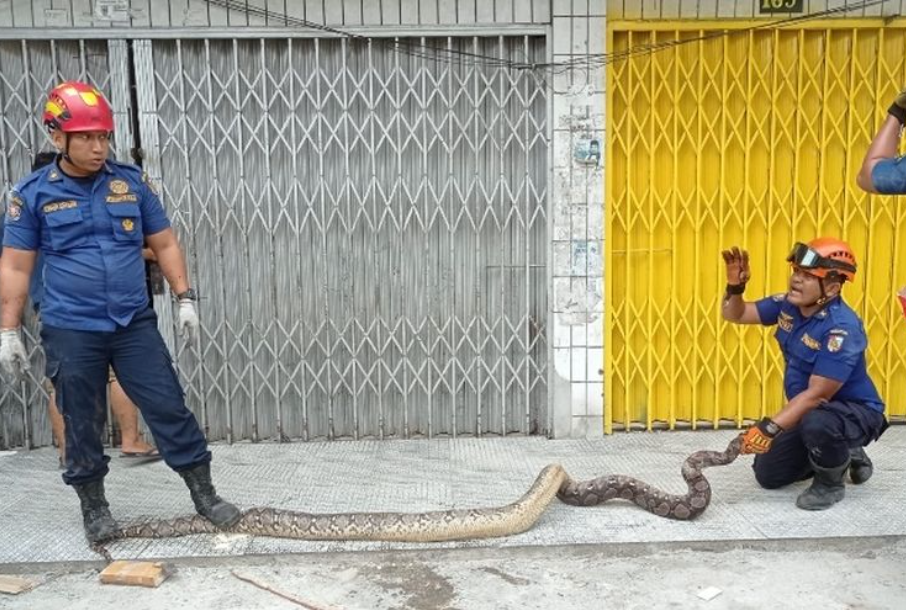 Tim Rescue Damkar Pekanbaru mengevakuasi ular piton dari dalam ruko di Pekanbaru, Riau, Minggu (19/1/2025).(KOMPAS.com/Dok. Damkar Pekanbaru.)