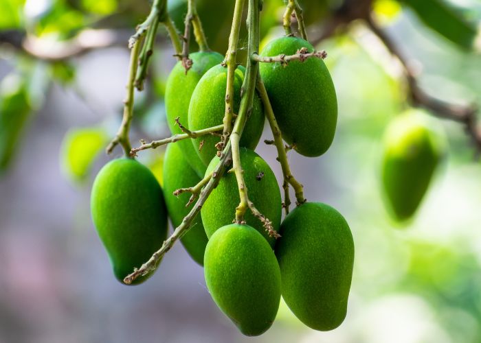 Mangga Muda