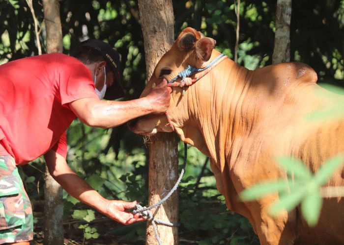 Pembagian Daging Kurban, Siapa Saja yang Berhak Menerima? Simak
