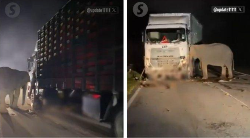 Tangkap layar YouTube The Star pada 11 Mei 2025, memperlihatkan seekor induk gajah yang menyaksikan kematian anaknya yang ditabrak truk. Insiden ini terjadi tepat di Hari Ibu Internasional.