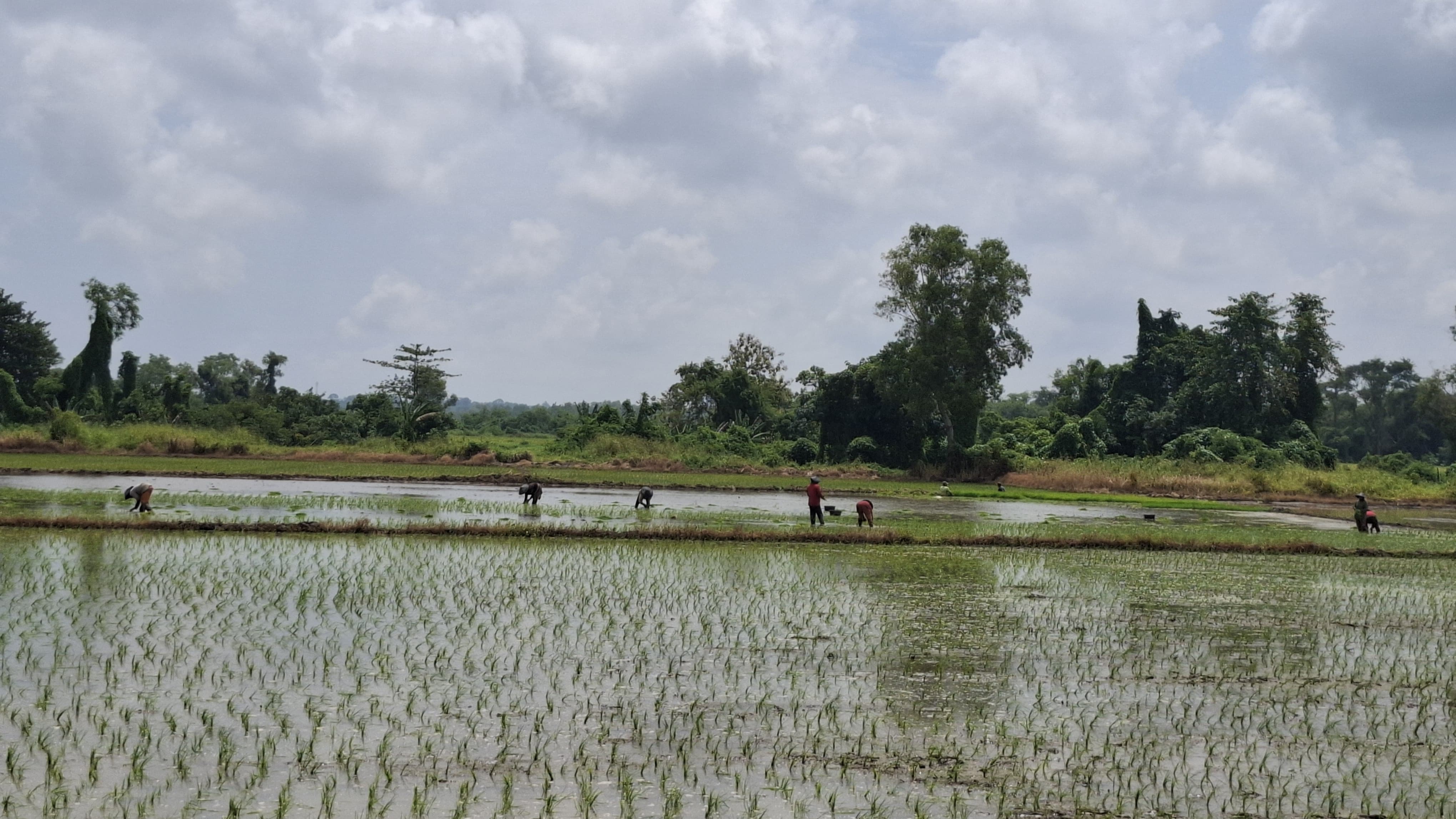 MUSIM TANAM: Petani menanam padi di sawahnya di Desa/Kecamatan Burneh, Bangkalan, Jumat (28/3). (IMAMUDIN/JPRM)