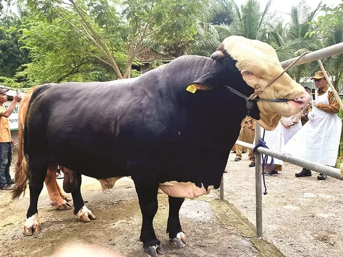 Sapi yang akan dijadikan kurban pada lebaran idul adha 2025 mendatang