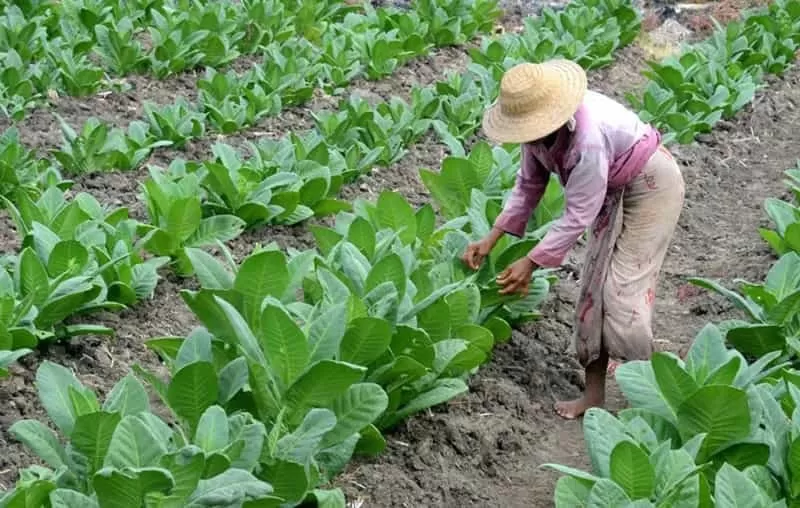 Komoditas tembakau menjadi harapan baru pendapatan alternatif petani di Kec. Klampis
