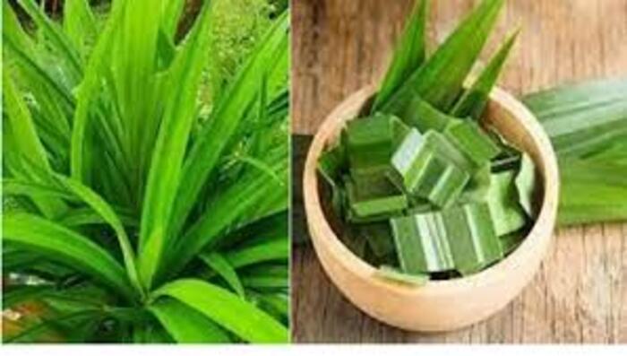 ilustrasi : Daun pandan yang kaya manfaat