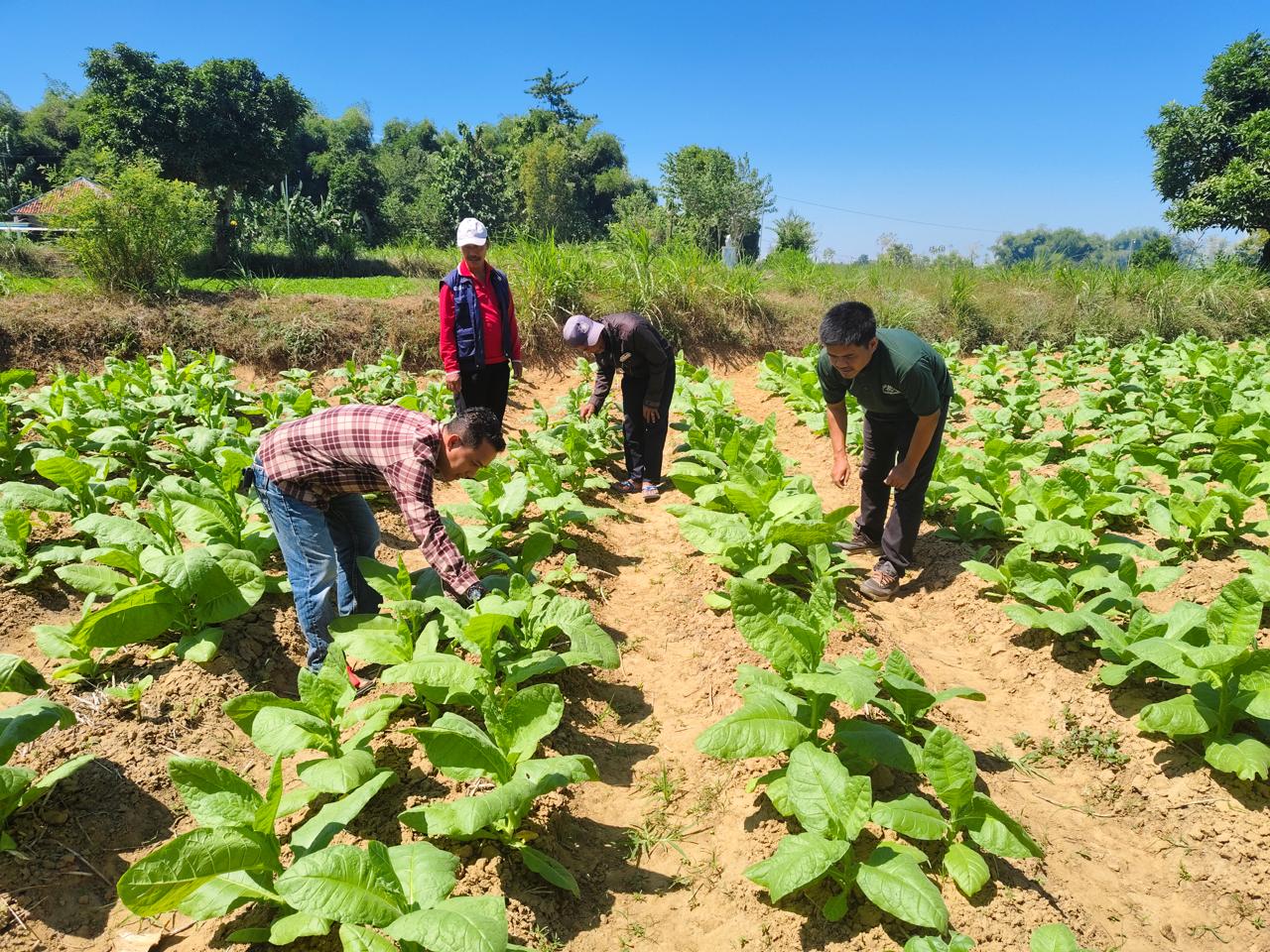 Petani tembakau saat melakukan pemilihan hama didampingi oleh penyuluh pertanian