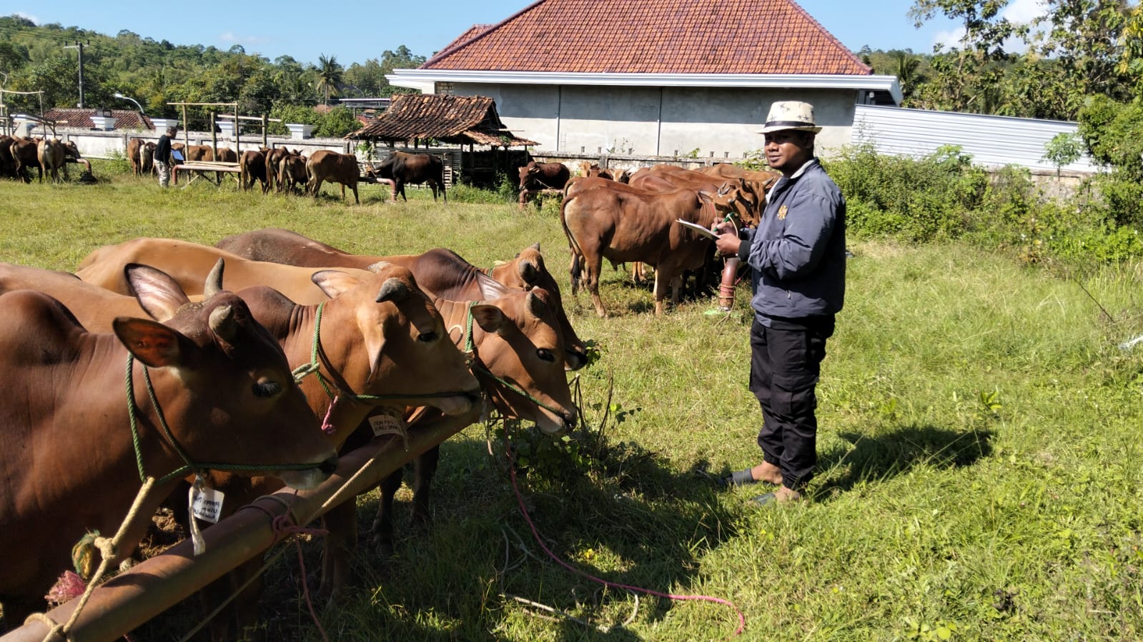 Abdillah saat menunggu pembeli yang ingin menjemput  sapi kurban miliknya