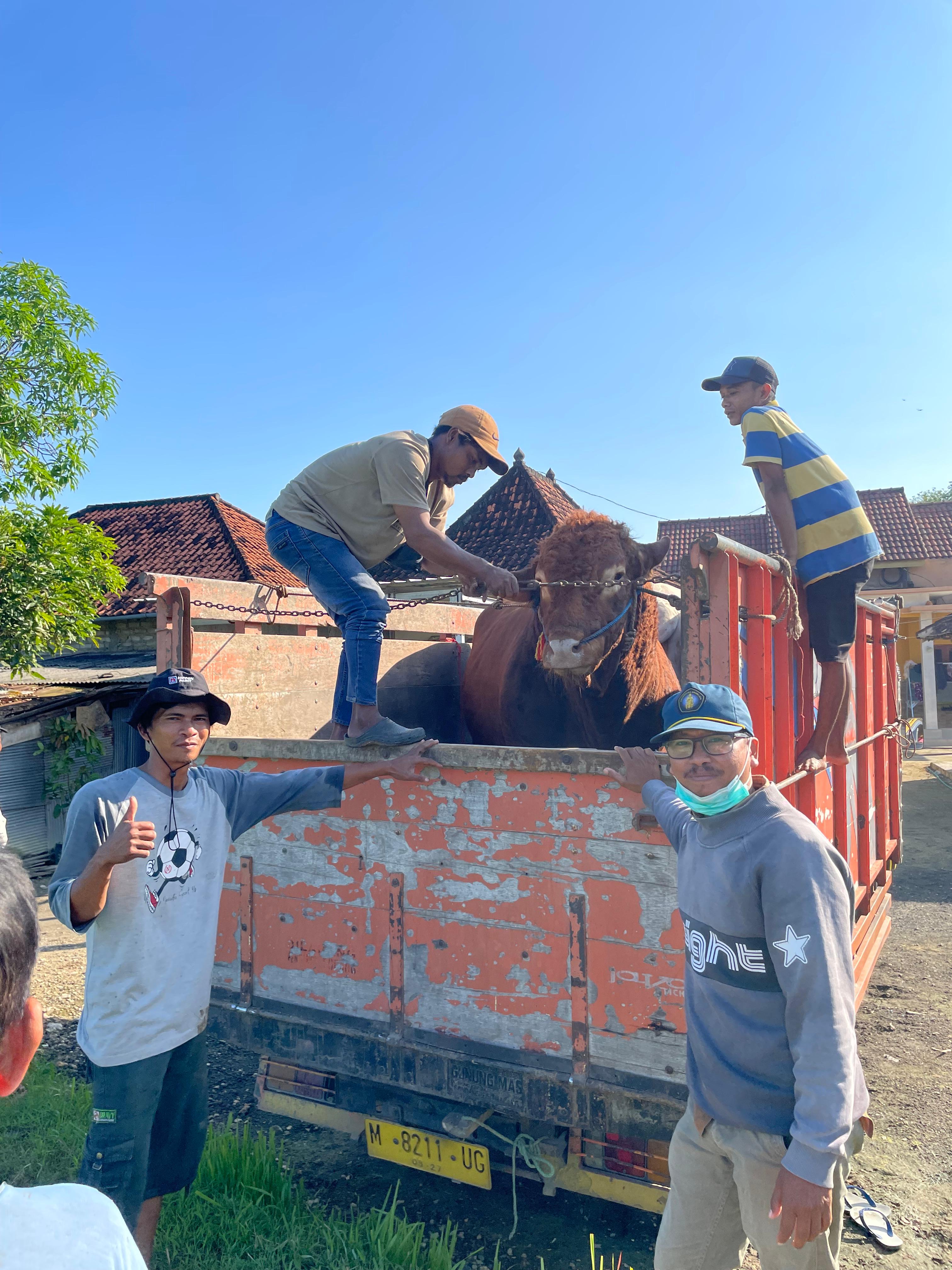 SAPI KURBAN: Tiga sapi kurban Presiden Prabowo Subianto diangkut ke truk menuju salah satu ponpes di Bangkalan, Kamis (5/6). (ABAH SULAIMAN UNTUK RADARBANGKALAN.ID)
