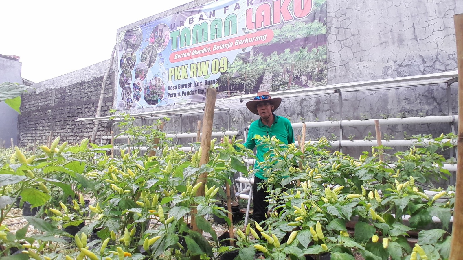 INOVATIF:&nbsp;Ketua RW 9 Perumahan Pondok Halim 2 Desa Burneh, Bangkalan, Jufri Kora memeriksa tanaman cabainya, Minggu (18/5). (M. KHOLIL RAMLI/JPRM)