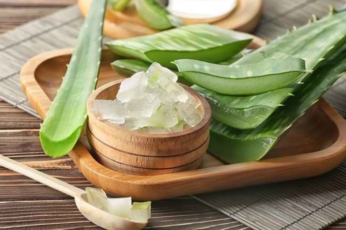 Lidah buaya dikenal memiliki banyak manfaat, salah satunya bisa menyehatkan kulit, rambut dan pencernaan
