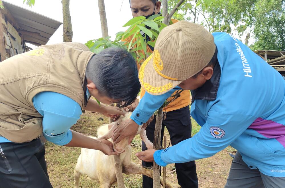 Penyuluh peternakan Disnak Keswan Bangkalan memeriksa kambing pote di Kecamatan Burneh, Senin (16/6).