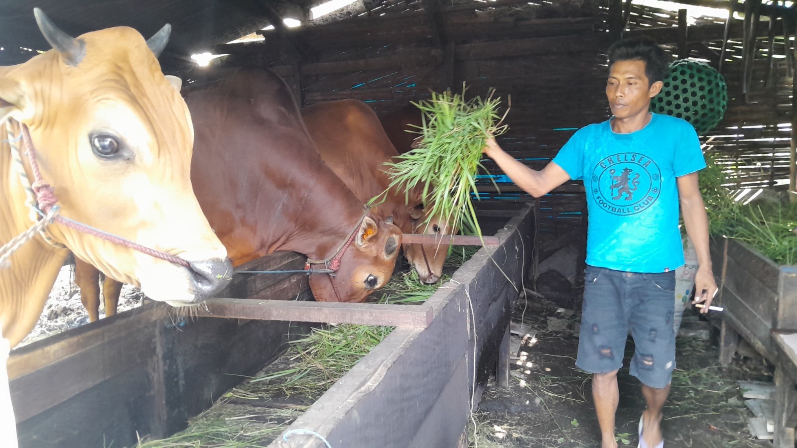 SAPI LOKAL: Moh Junaidi, peternak sapi di Kelurahan Mlajah, Bangkalan, sedang merawat hewan ternaknya, Kamis (18/6). (KHOLIL RAMLI/JPRM)