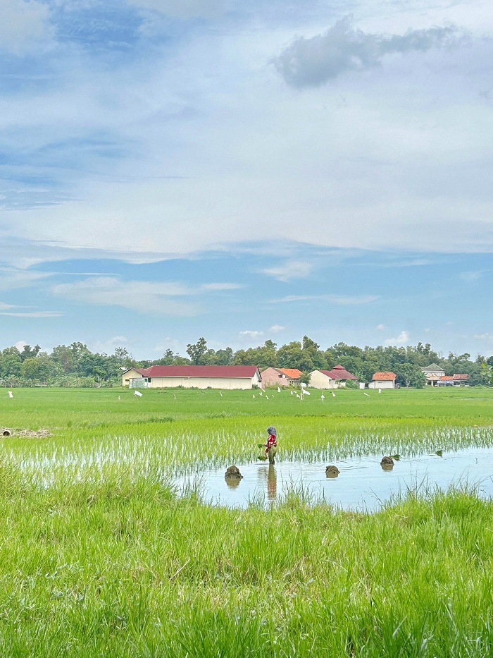 LAHAN PRODUKTIF: Petani berada di sawahnya di Desa Bilaporah, Kecamatan Socah, Minggu (29/6). (VIVIN AGUSTIN HARTONO/JPRM)