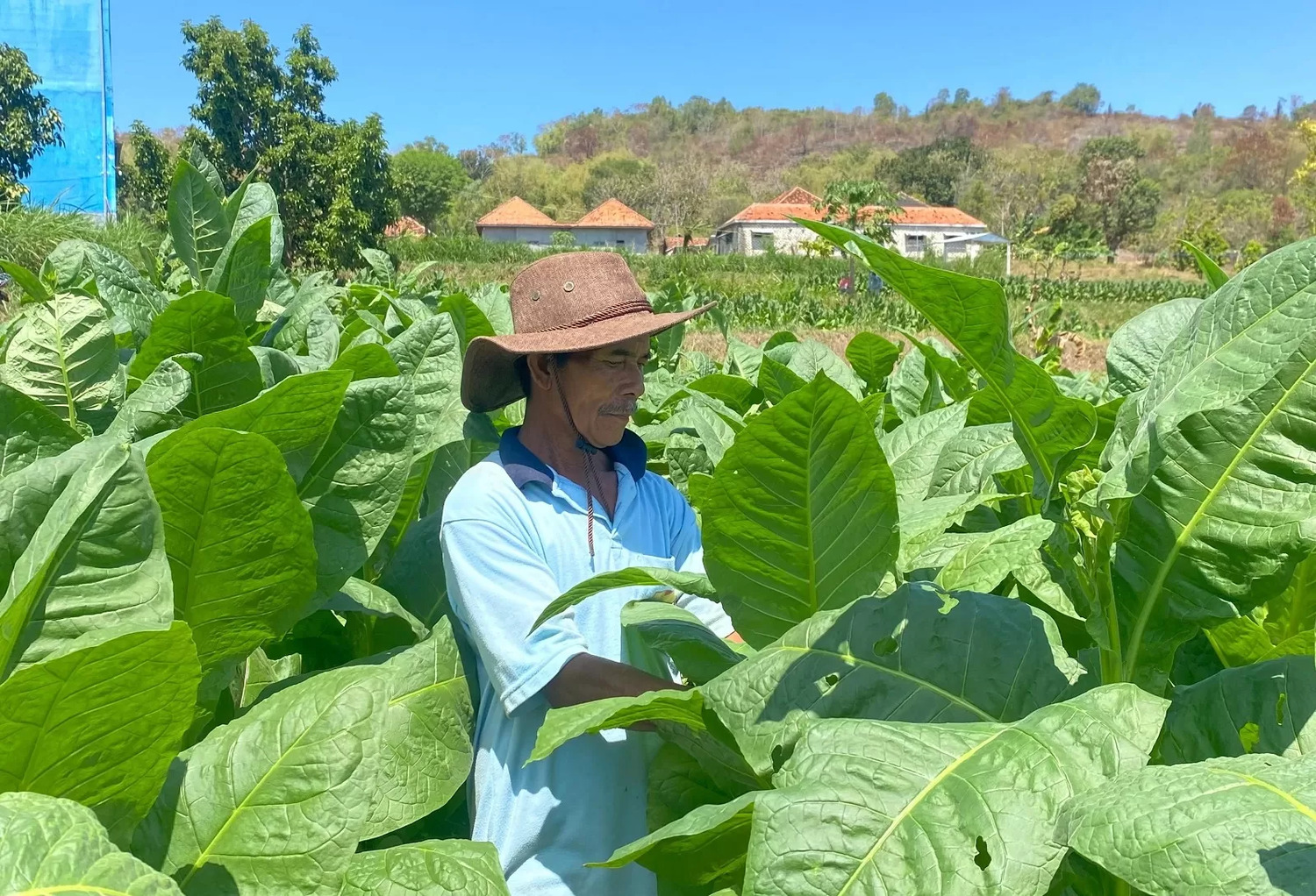 Seorang petani tembakau sedang merawati tanaman tembakau di lahannya