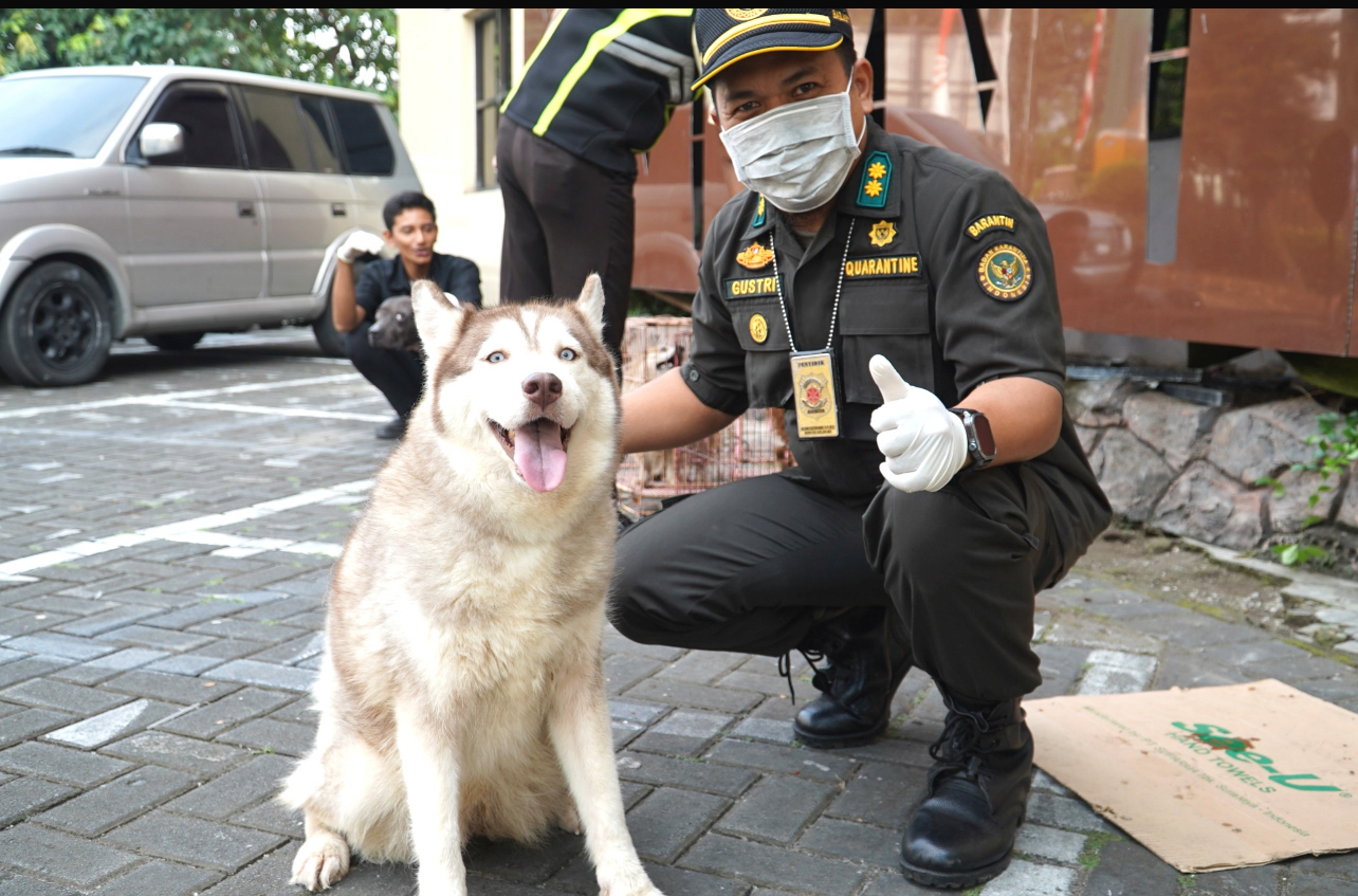 Salah satu anjing yang menjadi barang bukti penyelundupan