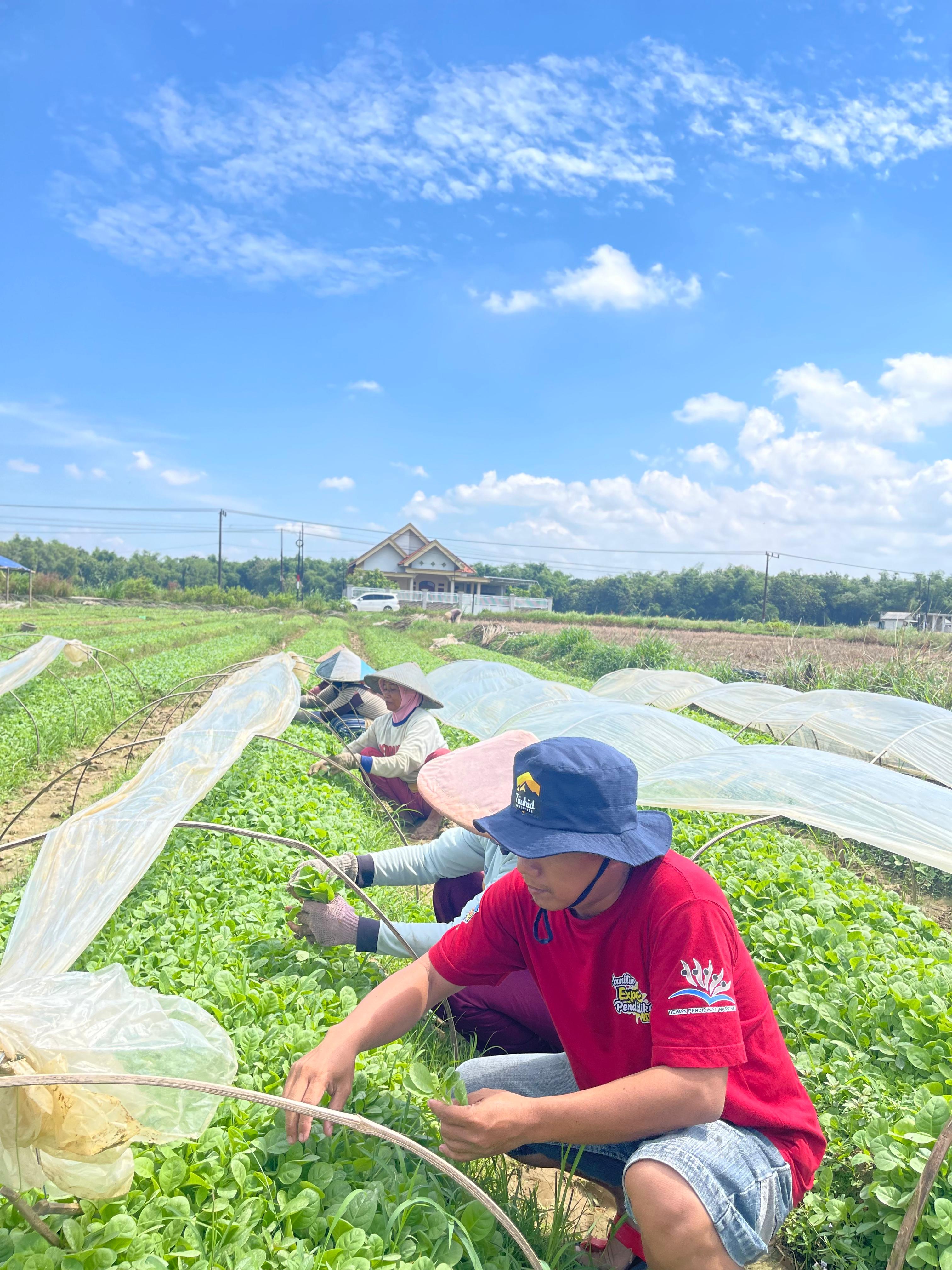 Petani tembakau saat mencabut bibit tembakau untuk dipindah tanam