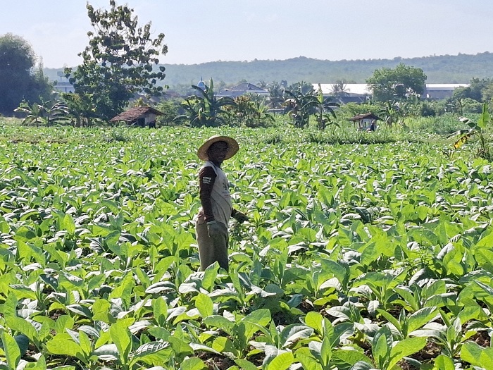 HIJAU: Petani merawat tembakaunya di Desa Babbalan, Kecamatan Batuan, Sumenep, Minggu (24/8).&nbsp;