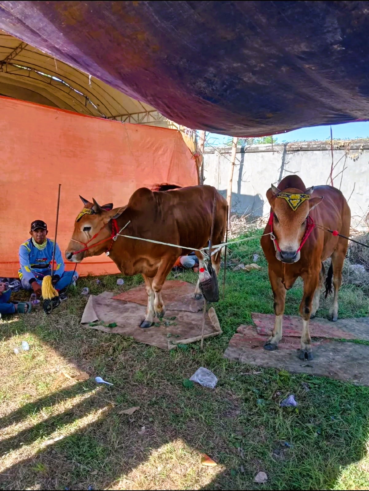 UJI COBA: Sapi karapan Tim Bojoku Nakal melakukan uji coba di Lapangan Mitra Kencana, Desa Apaan, Kecamatan Pangarengan, Sampang, Sabtu (23/8).&nbsp;