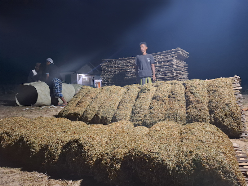 PANEN: Sejumlah petani mendinginkan rajangan tembakau di Desa Moncek Timur, Kecamatan Lenteng, Sumenep, Minggu (14/9).&nbsp;
