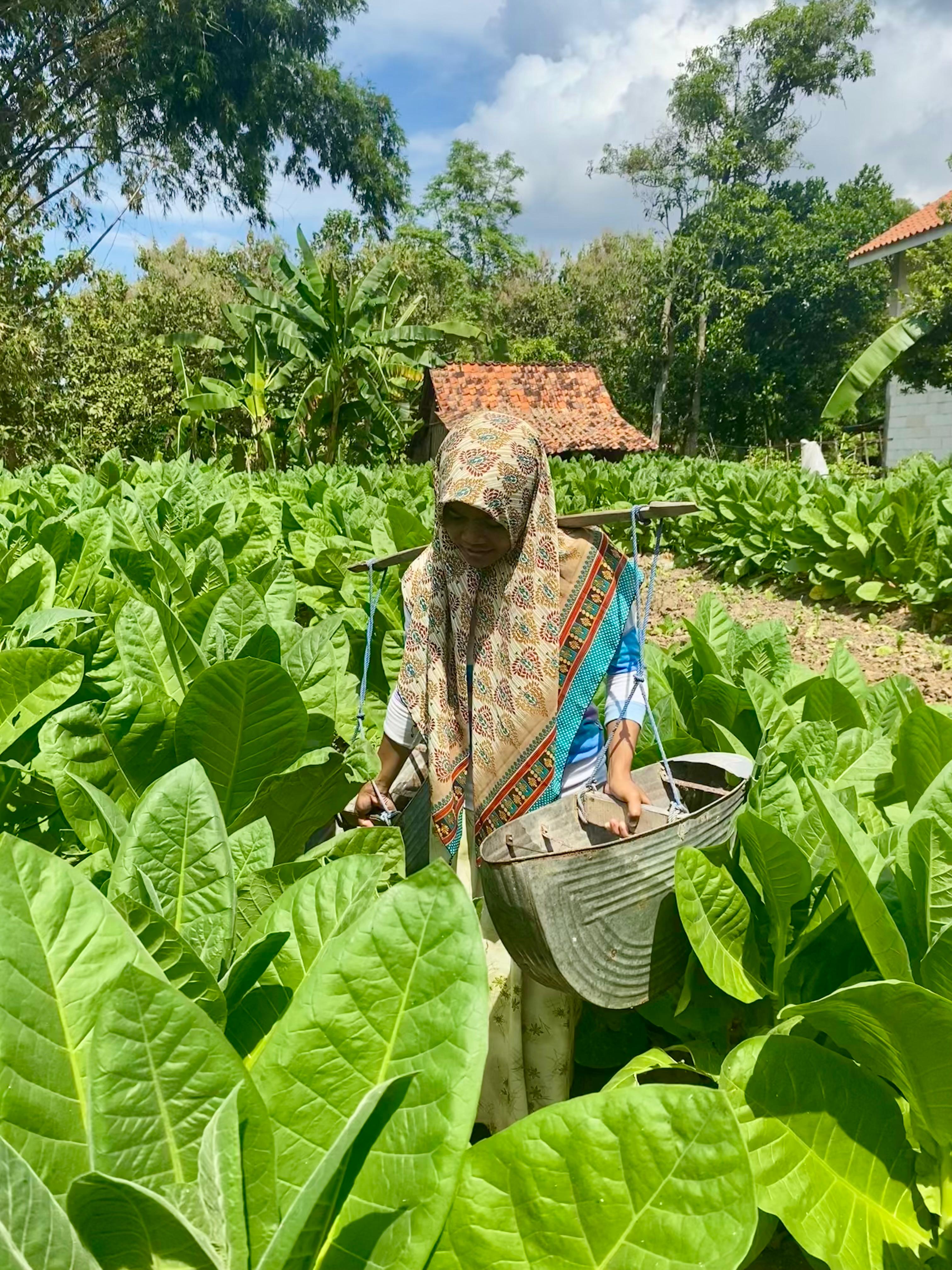 TELATEN: Petani merawat tanaman tembakau miliknya di Desa Konang, Kecamatan Galis, Pamekasan, Kamis (3/7). &nbsp;