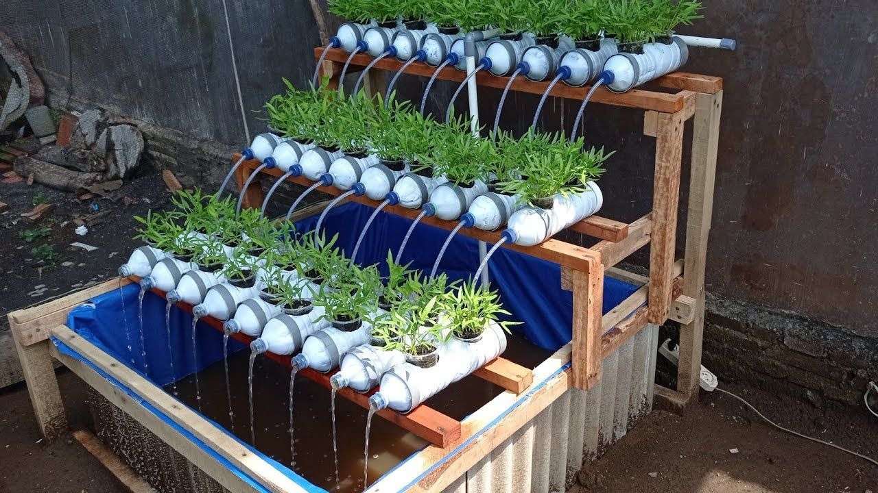 Berkebun menggunakan teknik hidroponik.