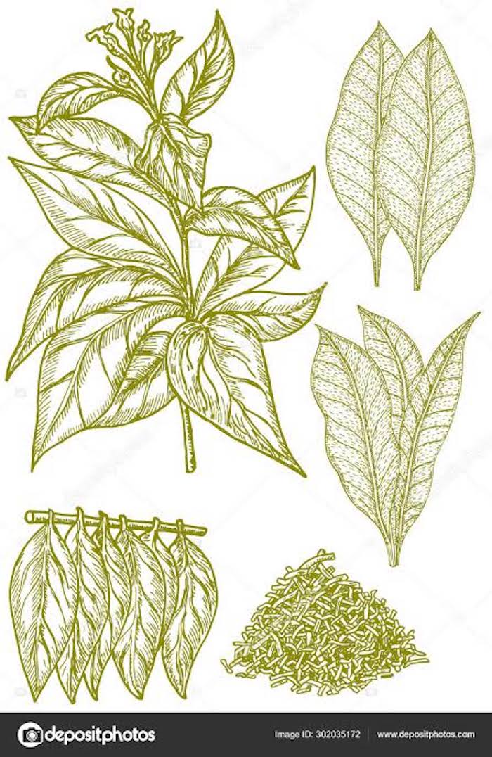 Ilustrasi tembakau