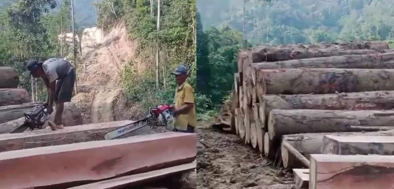 Praktik diduga ilegal logging di Pugung Penengahan,  Kecamatan Pesisir Utara, Kabupaten Pesisir Barat. | Foto: Dok Istimewa