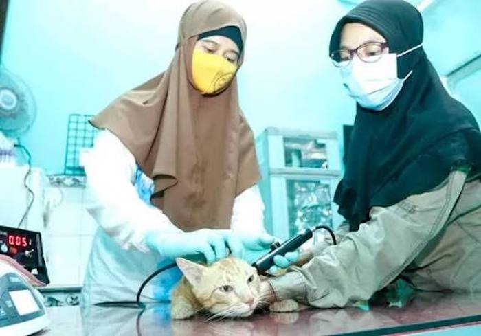 Ilustrasi perawatan kucing.