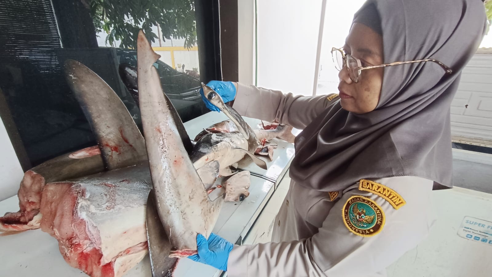 Petugas Balai Karantina Jatim saat memperlihatkan barang bukti 120 kg daging ikan hiu segar