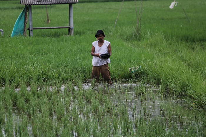 TERIK: Petani menabur pupuk di sawahnya di Desa Bilaporah, Kecamatan Socah, Bangkalan, Selasa (13/1).&nbsp;