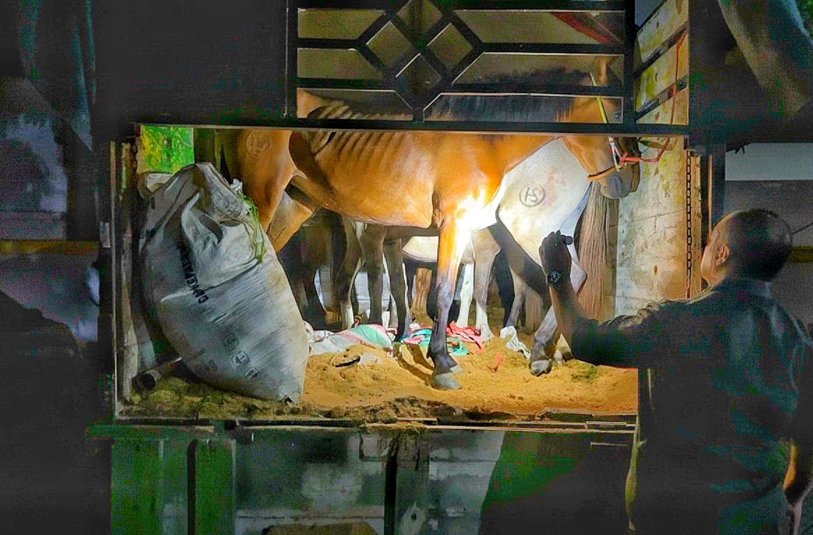 Karantina Jawa Timur saat menggagalkan 6 ekor kuda pacu di Pelabuhan Tanjung Wangi pada minggu (15/) dini hari