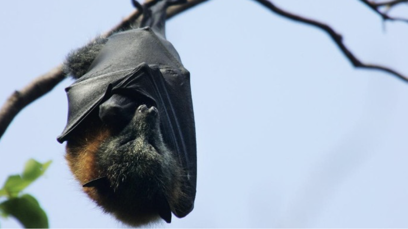 Potensi penyebaran virus Nipah. (Foto: Ian Waldie/Getty Images)
